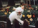 Chat mort de rire !