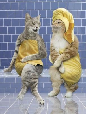  sona pour chats