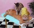 Soin de massage MDR !!!!!!!!!
