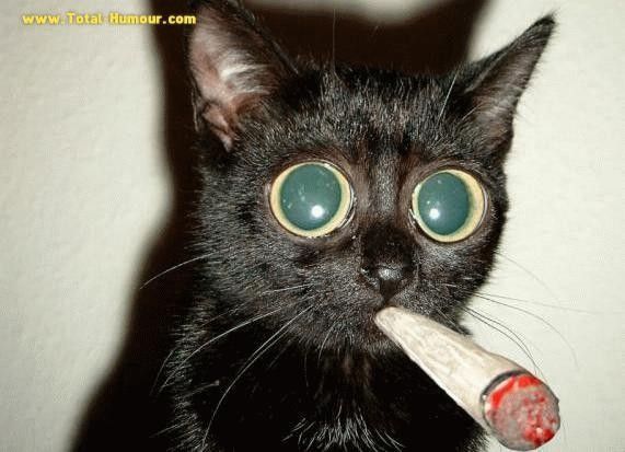 vilain chaton !!!