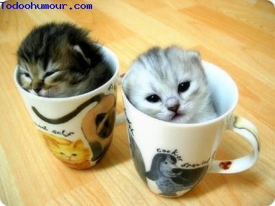 café ou thé ?